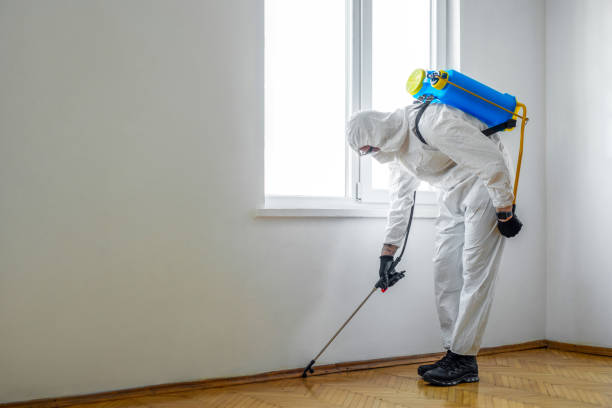 Wasp Removal Services in Adwolf, VA