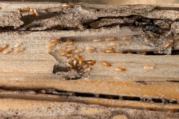 Best Commercial Pest Control Services  in Adwolf, VA