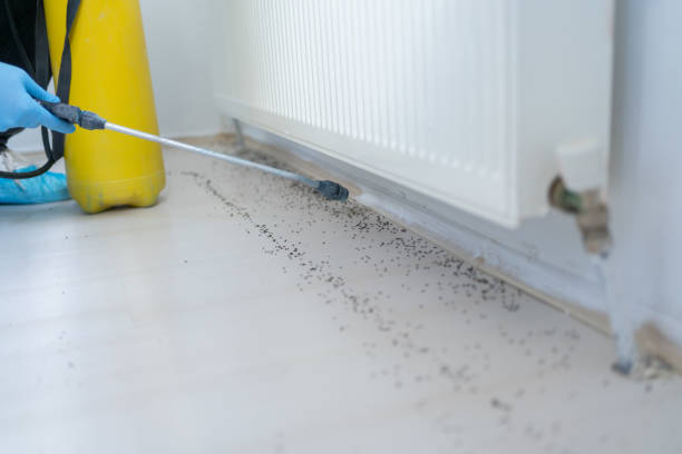 Best Mosquito Control Services  in Adwolf, VA